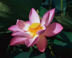 feng shui lotus