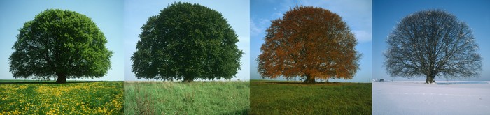 Les arbres s'adaptent aux saisons changeantes